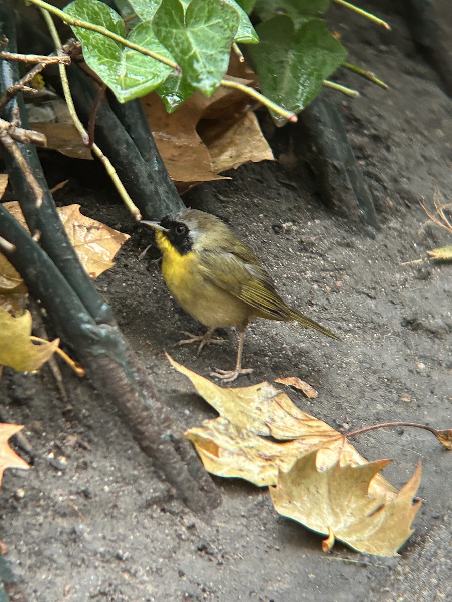 Common Yellowthroat - ML646187585