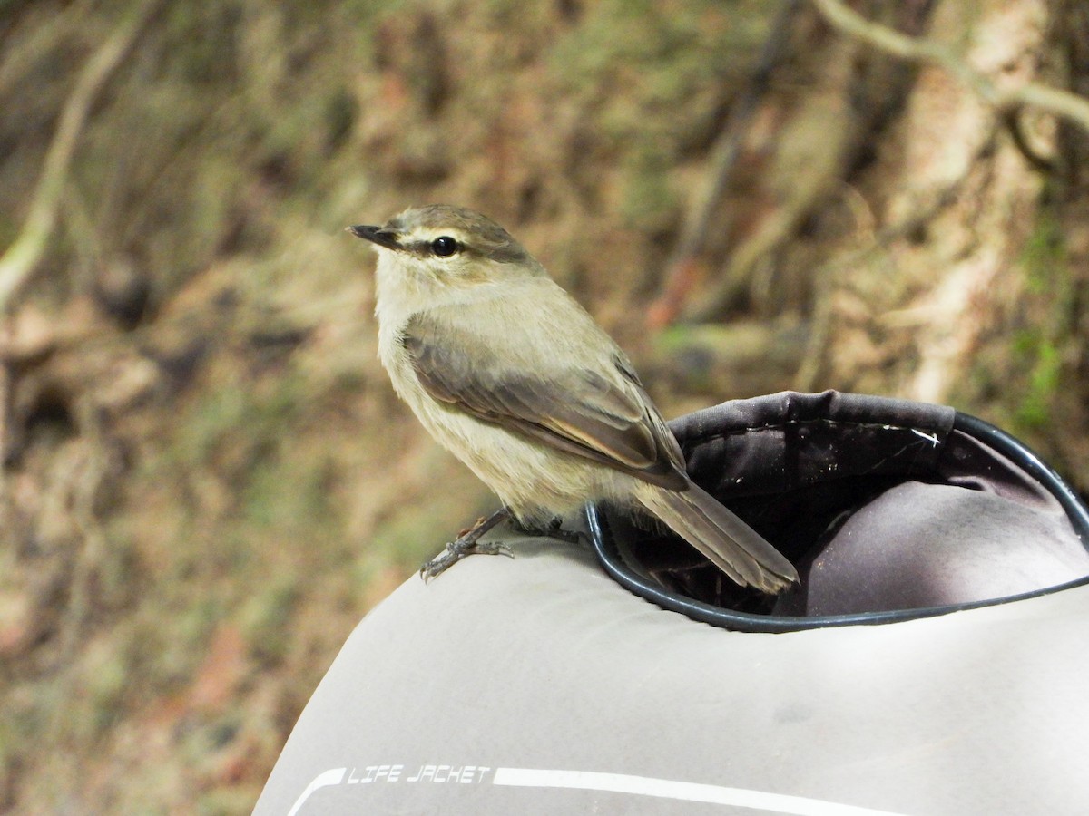 Drab Water Tyrant - ML646187593