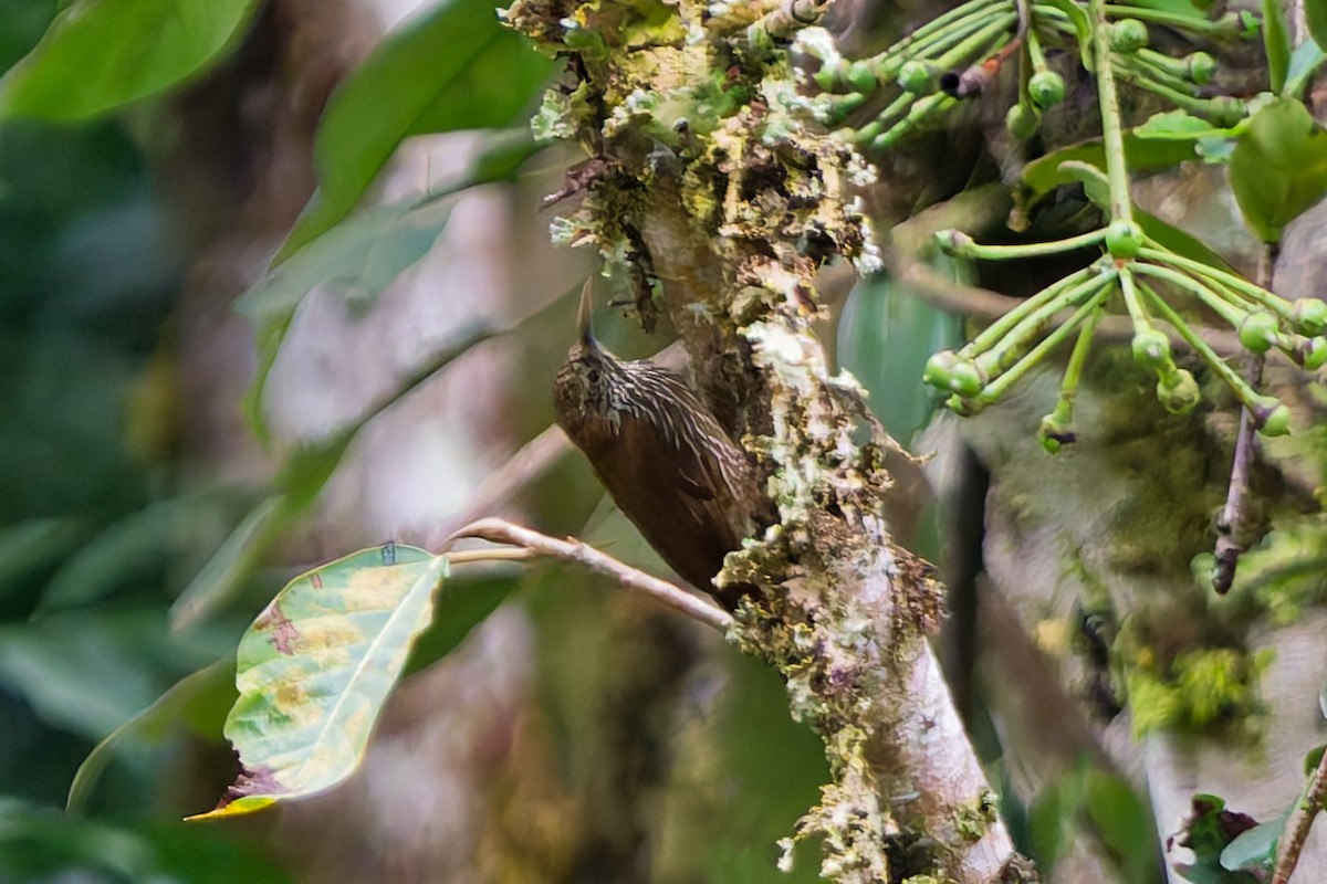 Dağ Tırmaşık - ML646187595