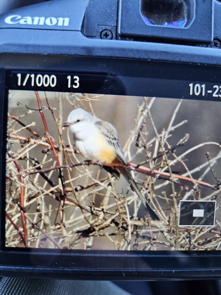 Scissor-tailed Flycatcher - ML646187600
