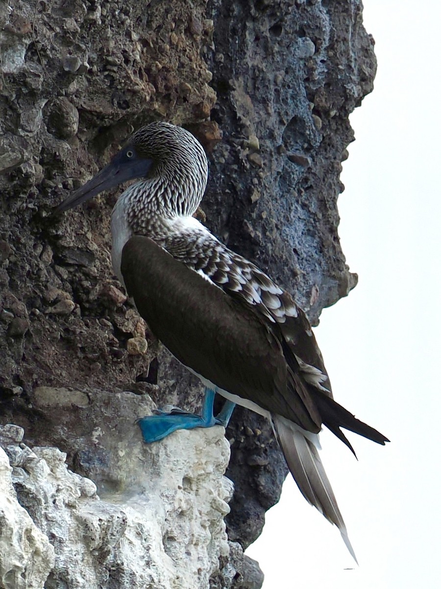 Blue-footed Booby - ML646187602