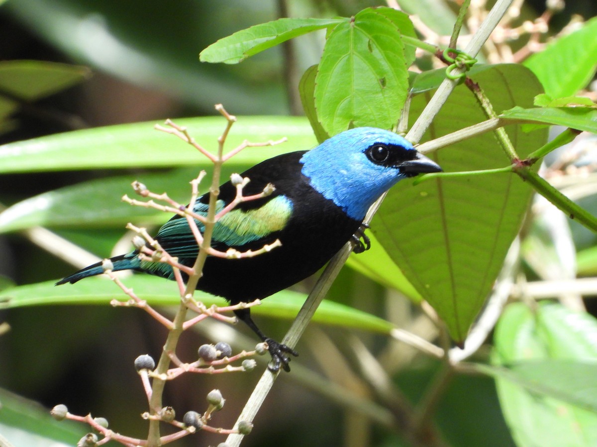 Blue-necked Tanager - ML646187603