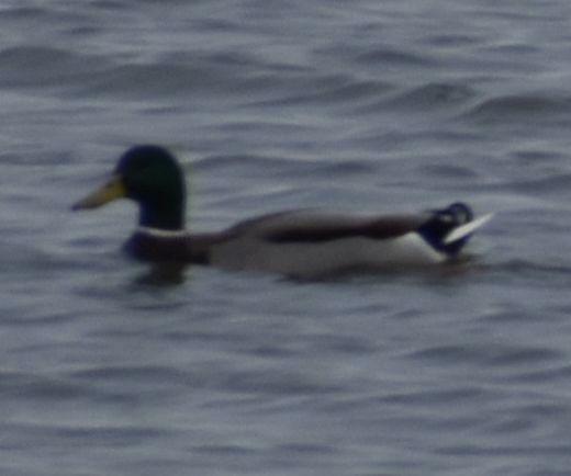 Mallard - ML646187606
