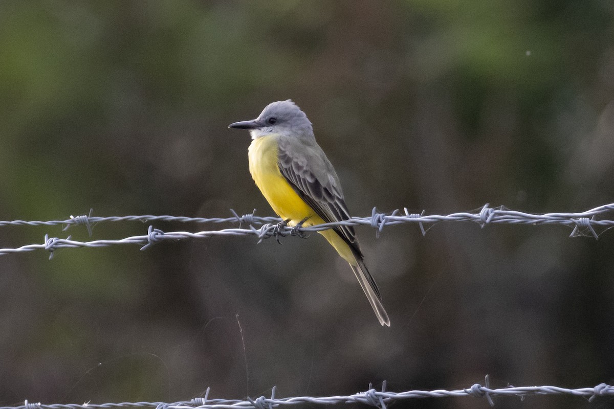 Tropical Kingbird - ML646187607