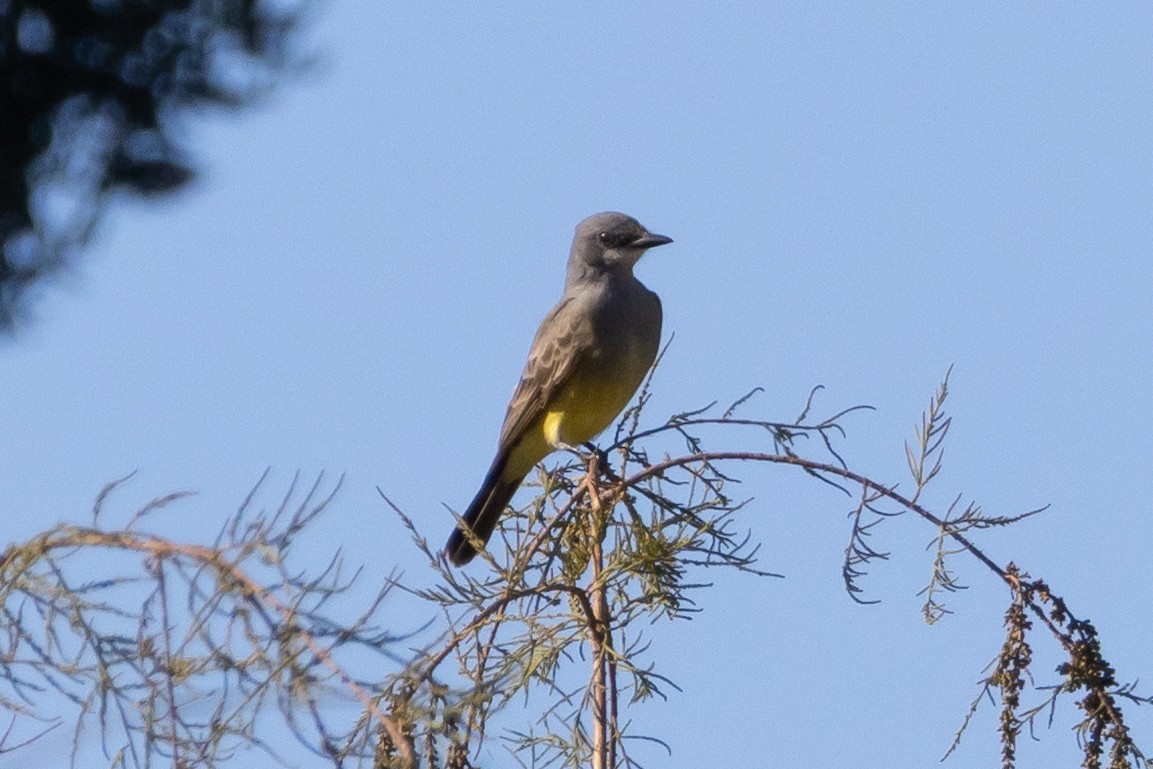 Cassin's Kingbird - ML646187616