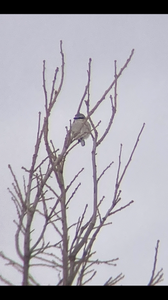 Northern Shrike - ML646187622