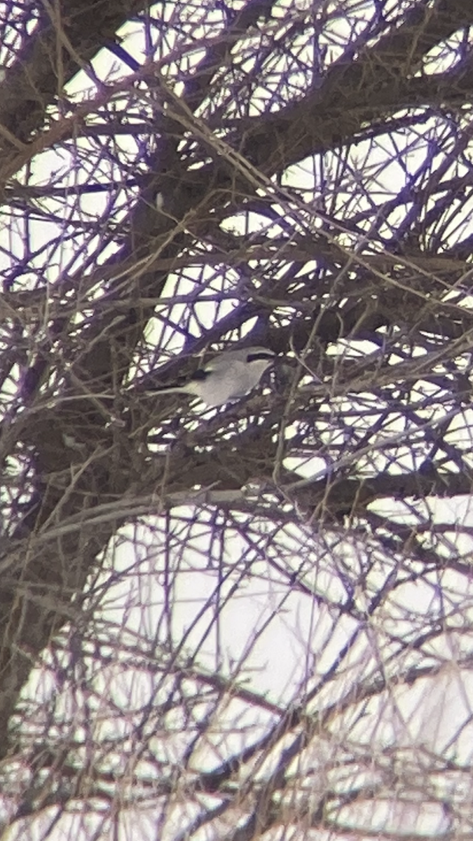 Northern Shrike - ML646187623