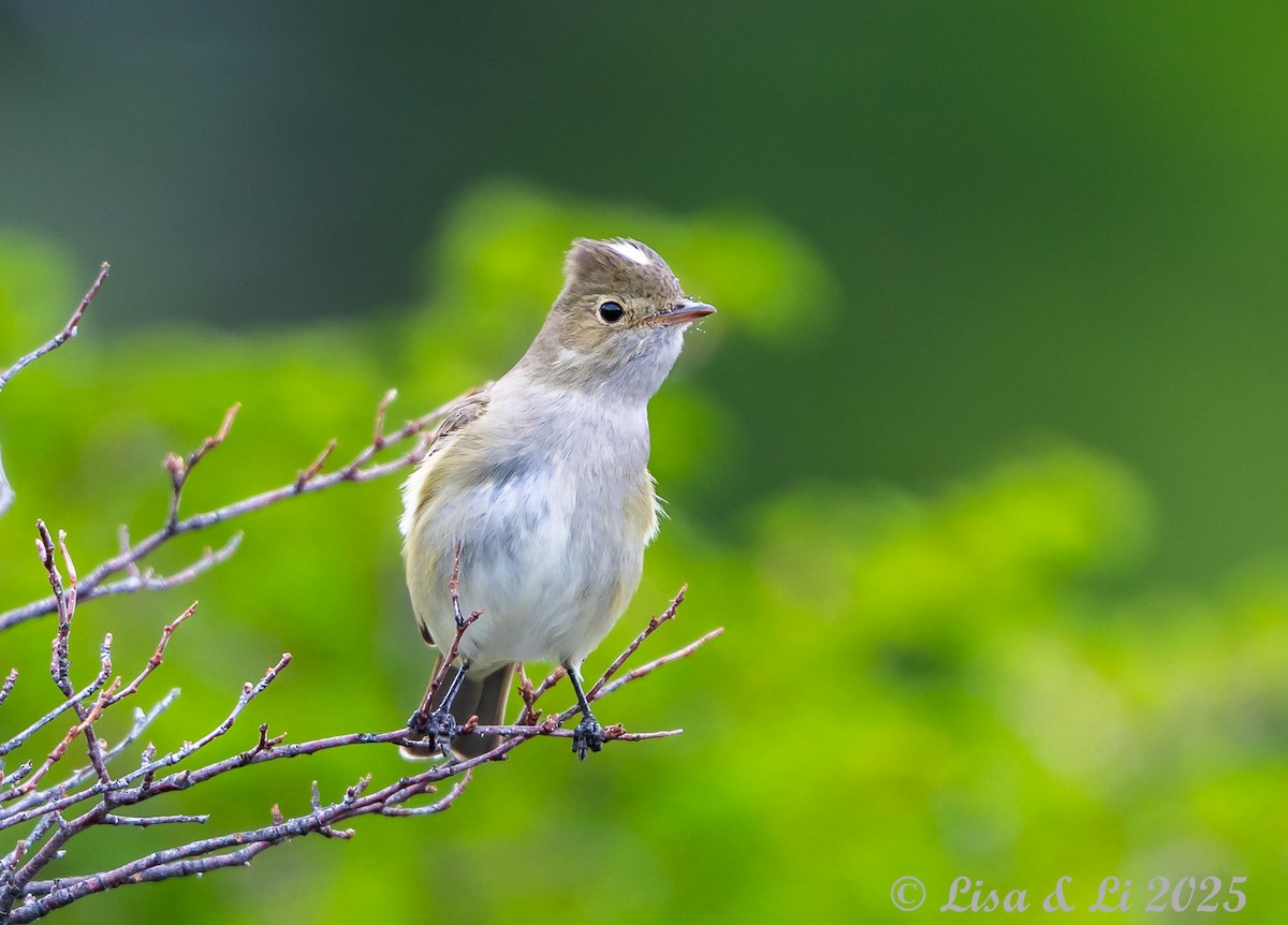 White-crested Elaenia (Chilean) - ML646187625