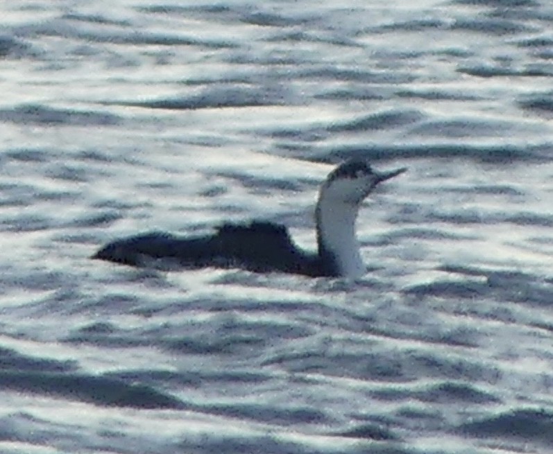 アビ - ML646187626