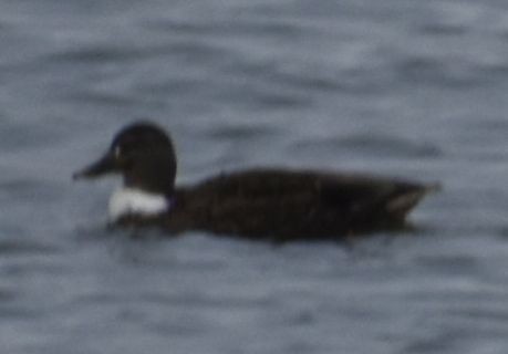 Mallard (Domestic type) - ML646187637