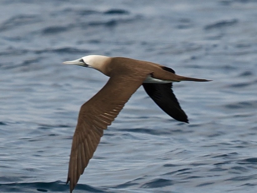 Cocos Booby - ML646187639