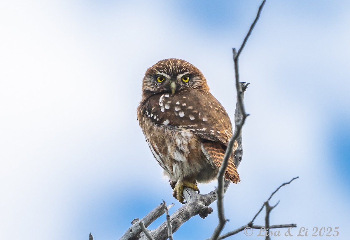 Austral Pygmy-Owl - ML646187640