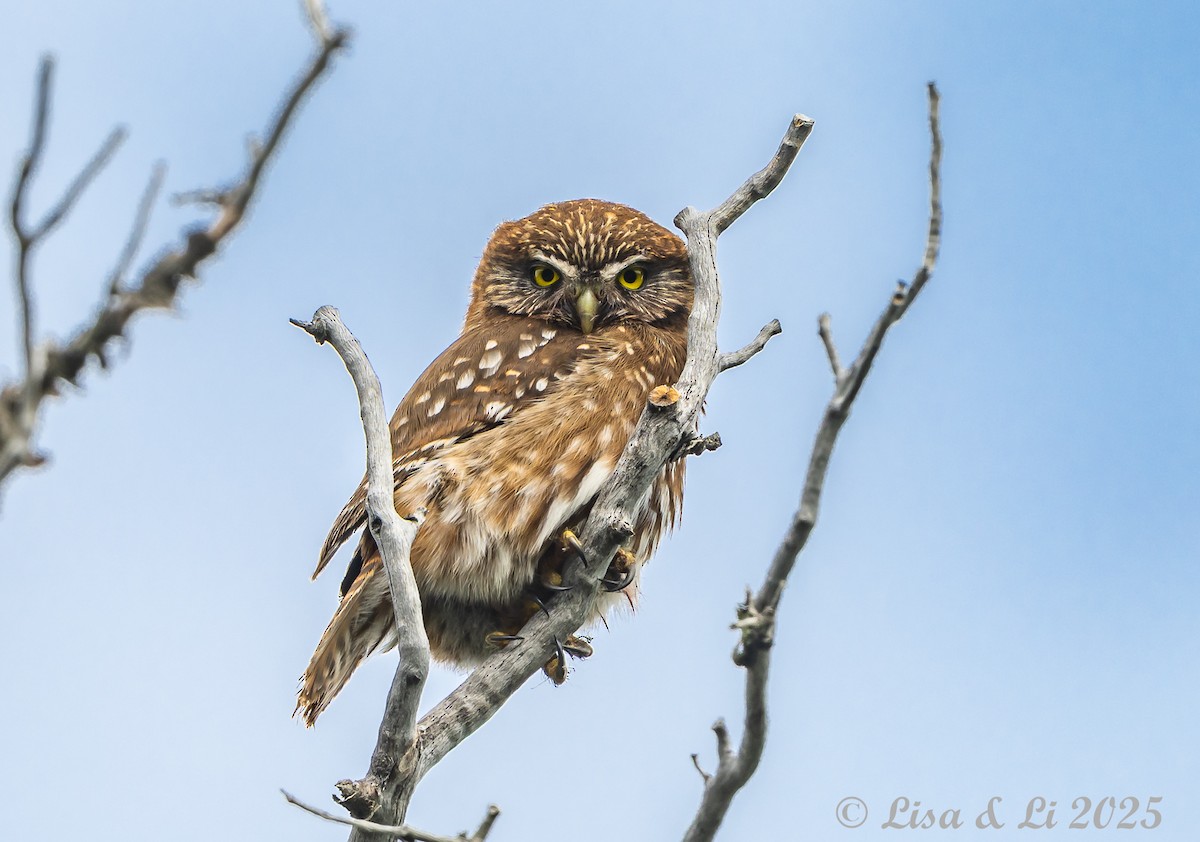 Austral Pygmy-Owl - ML646187641