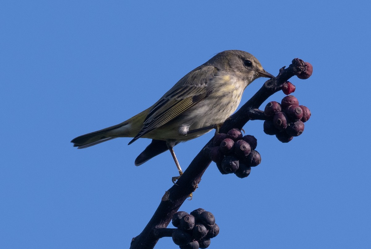 ホオアカアメリカムシクイ - ML646187647