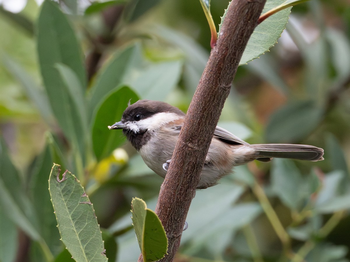 sýkora hnědohřbetá - ML646187648