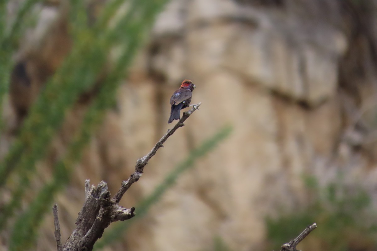 Varied Bunting - ML646187649