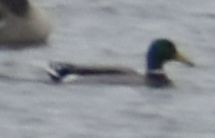 Mallard - ML646187651