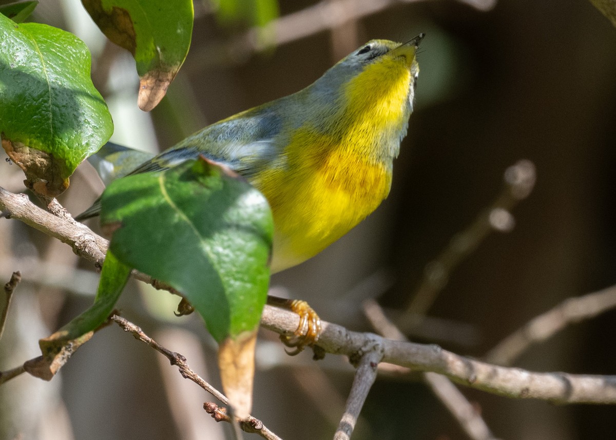 Очковая древесница - ML646187653