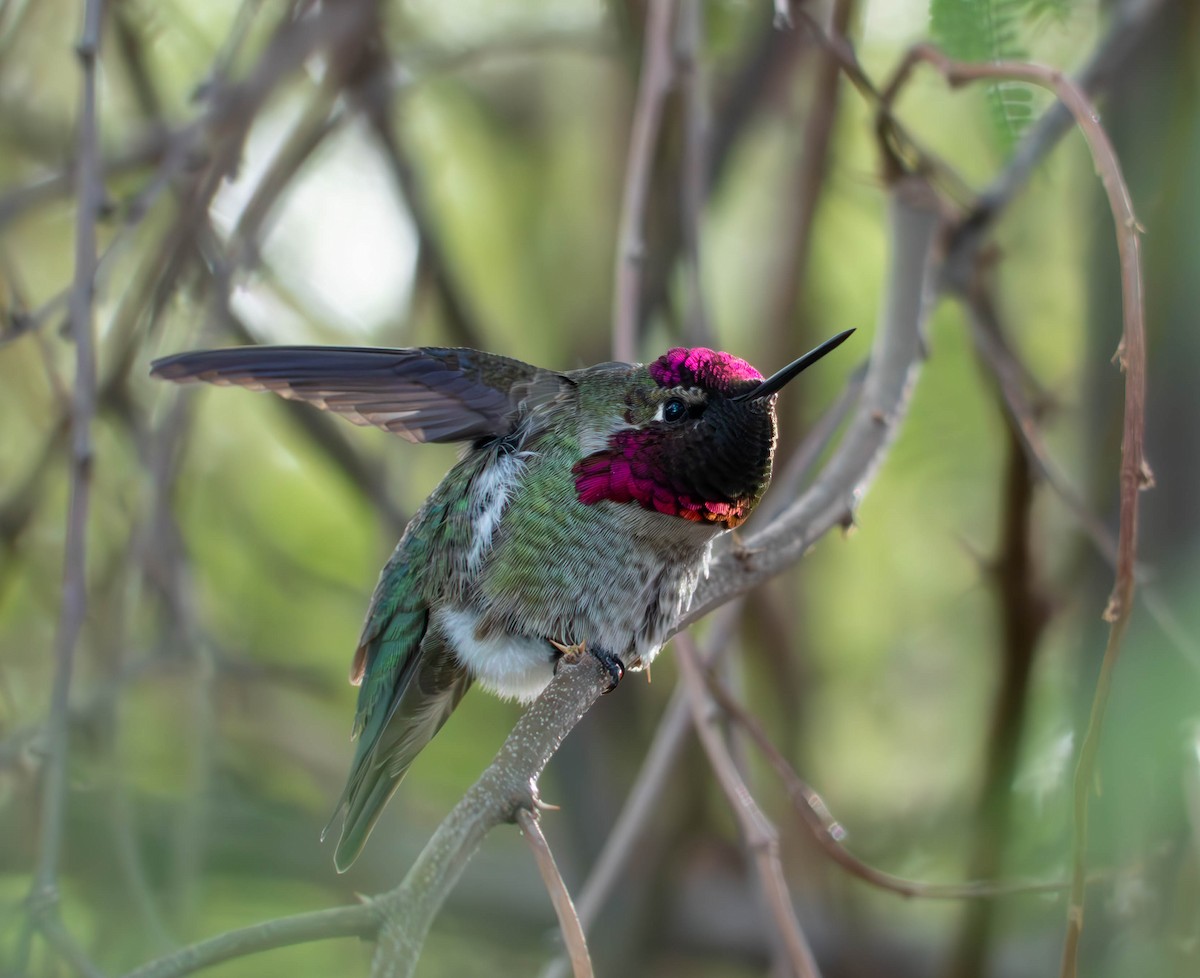 Anna's Hummingbird - ML646187655