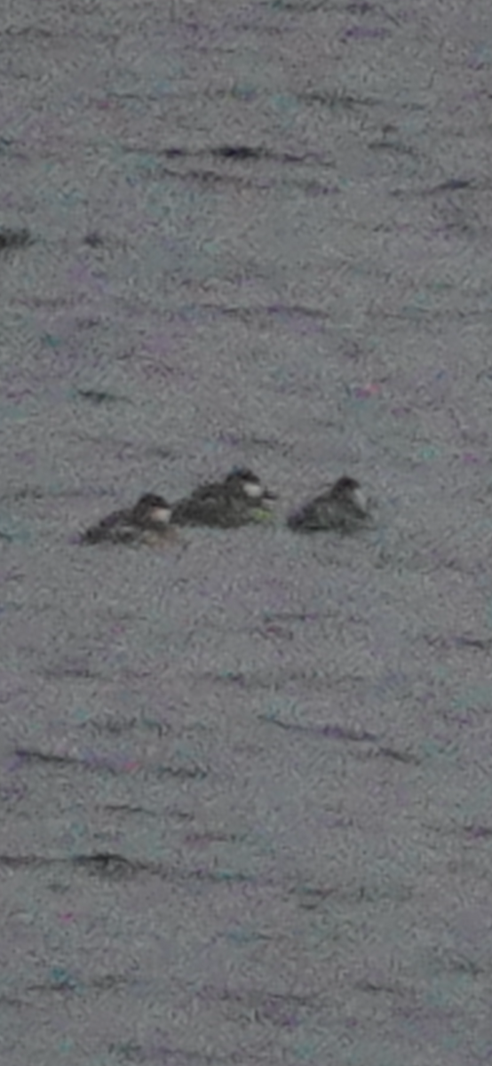 Ruddy Duck - ML646187656