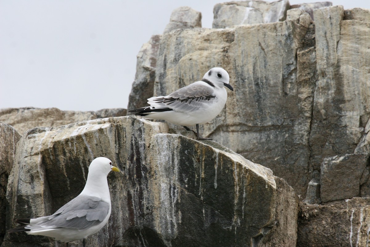 Kara Ayaklı Martı (tridactyla) - ML646187658