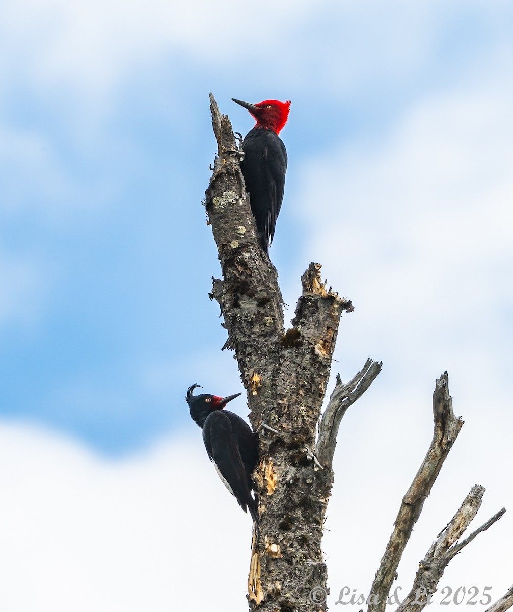 Magellanic Woodpecker - ML646187659