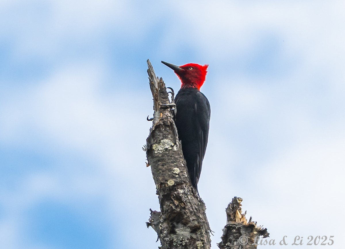 Magellanic Woodpecker - ML646187660