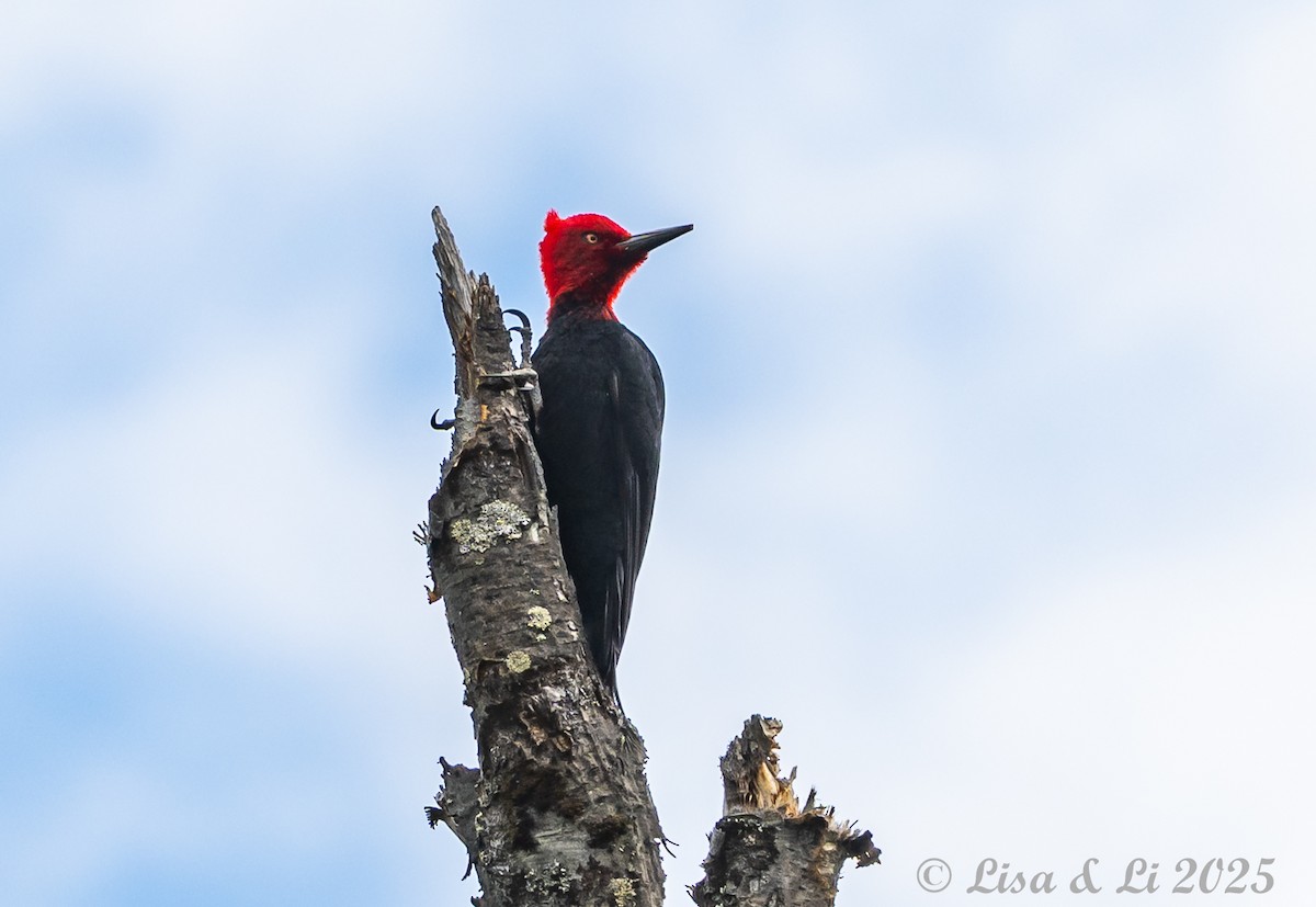 Magellanic Woodpecker - ML646187661