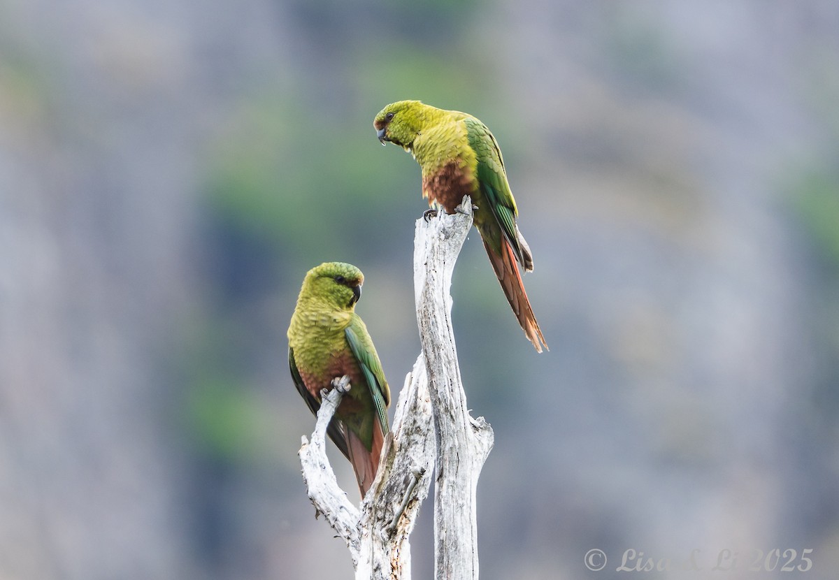 Austral Parakeet - ML646187667