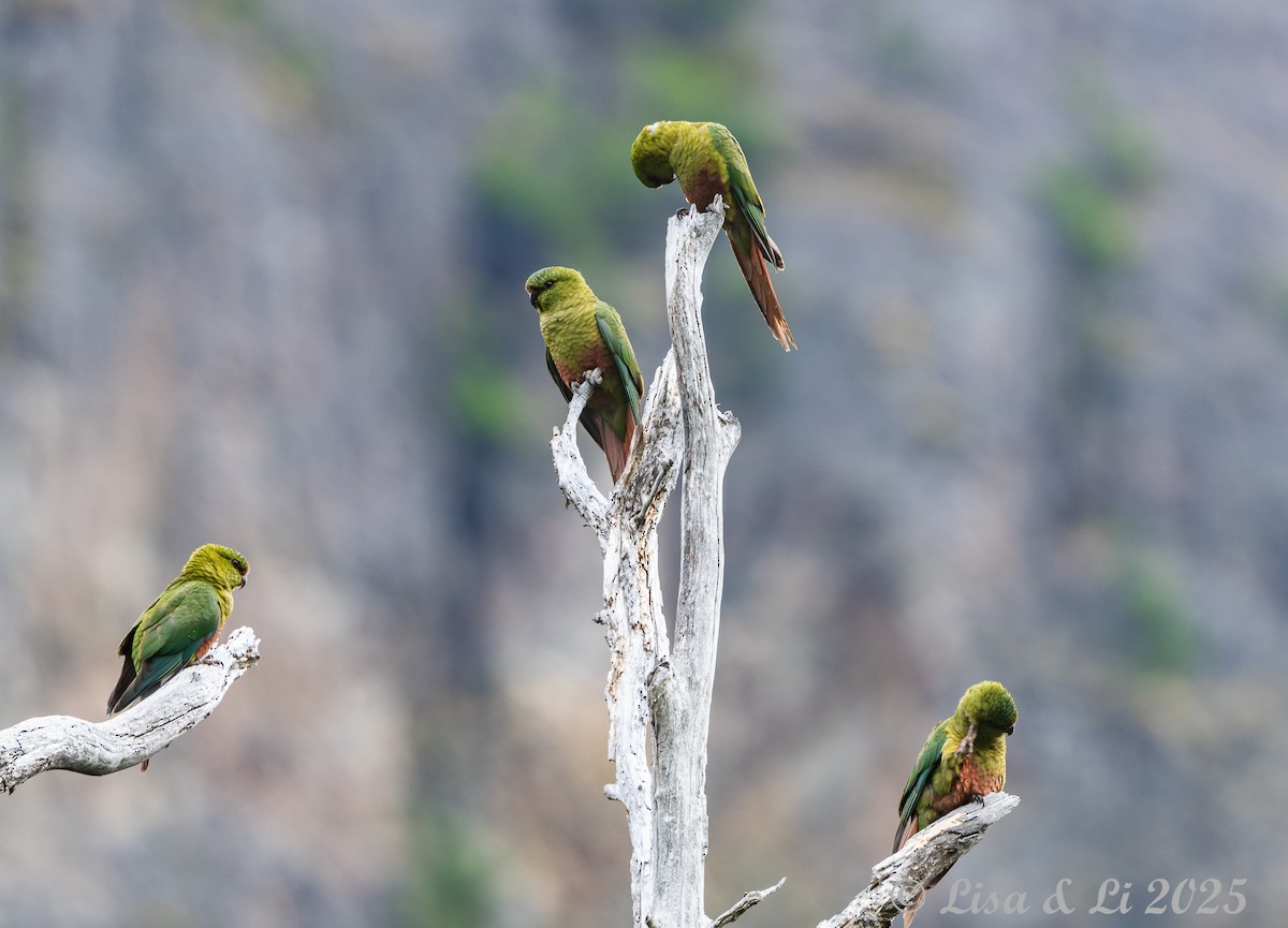Austral Parakeet - ML646187668