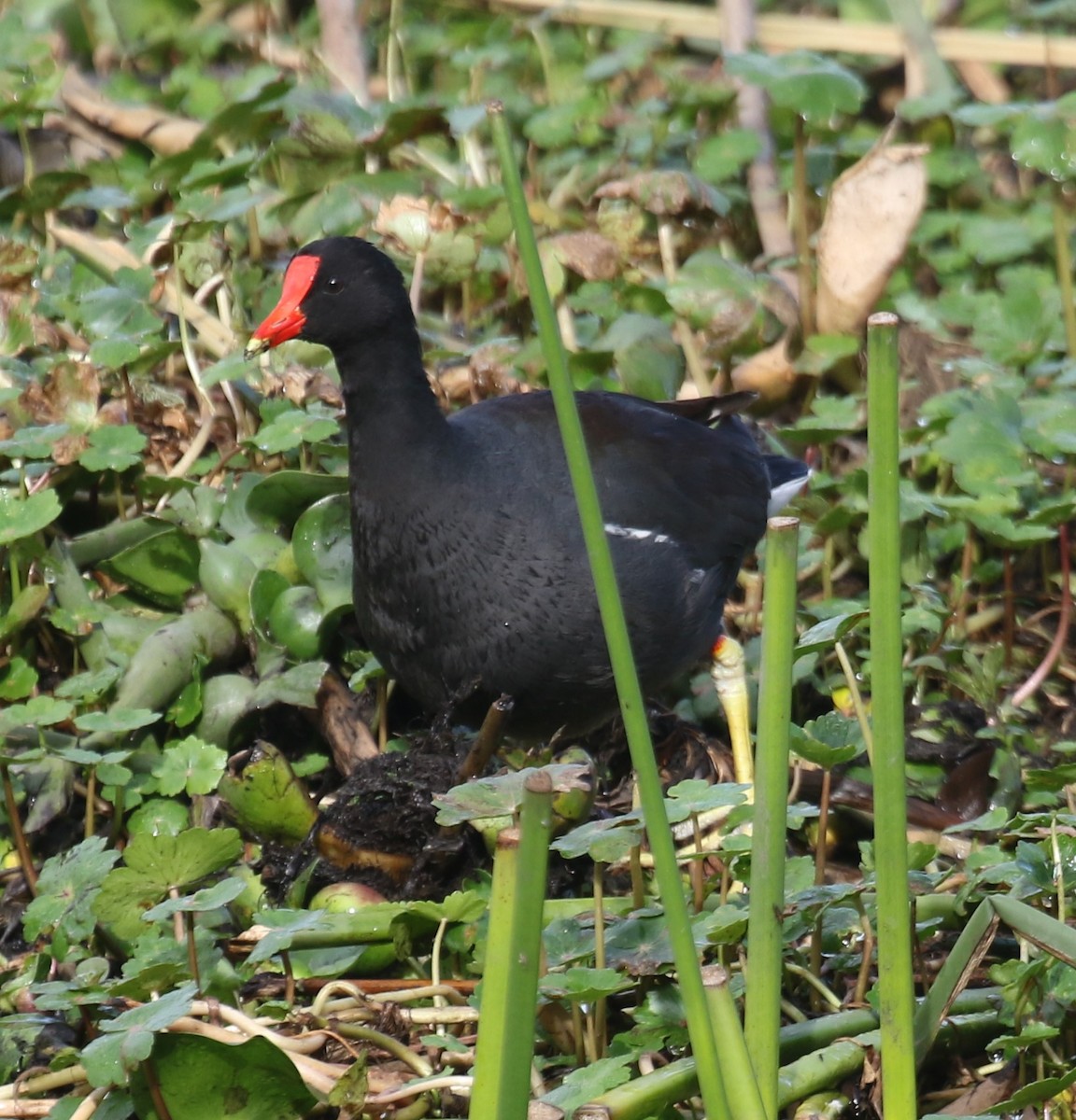 slípka americká [skupina galeata] - ML646187669