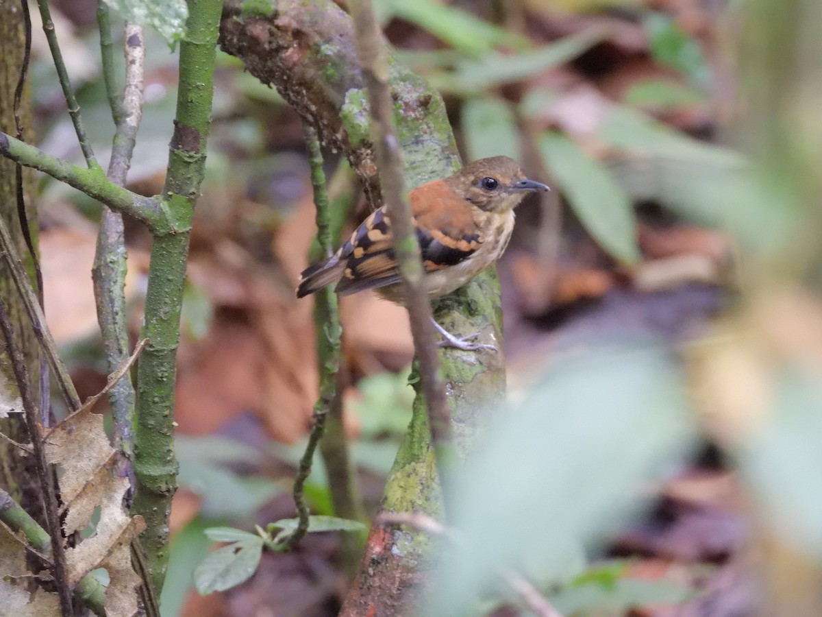 Benekli Karıncakuşu - ML646187675