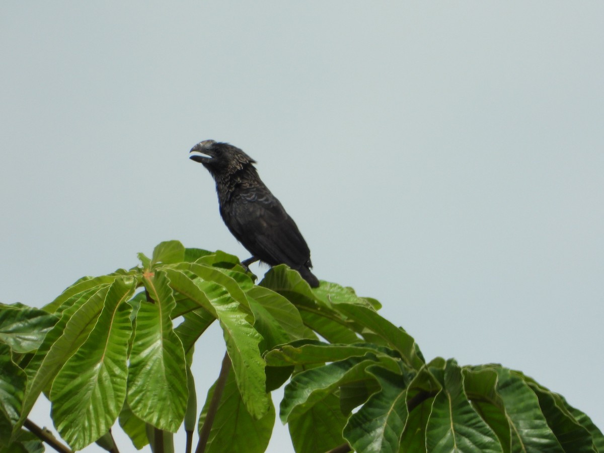 Düz Gagalı Ani - ML646187676