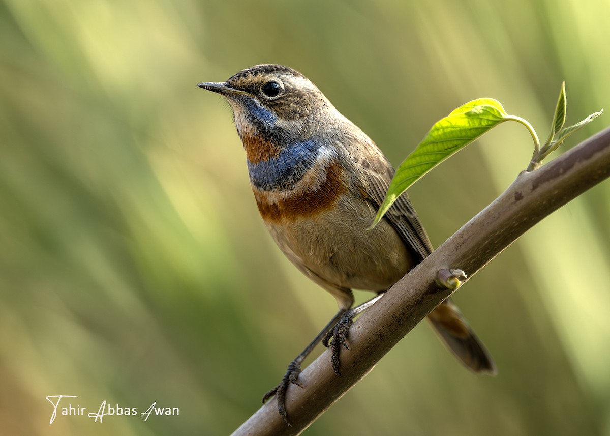 Mavigerdan - ML646187679