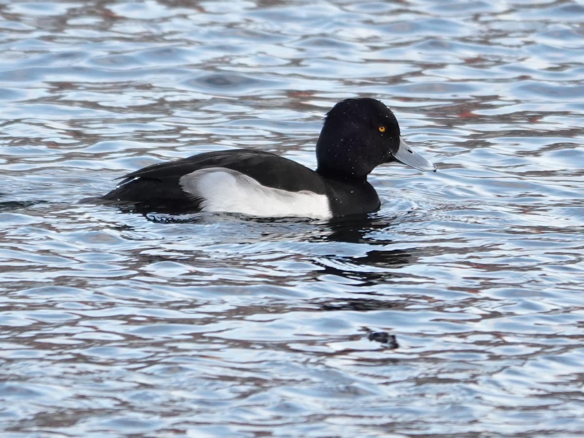 Tepeli Patka - ML646187681