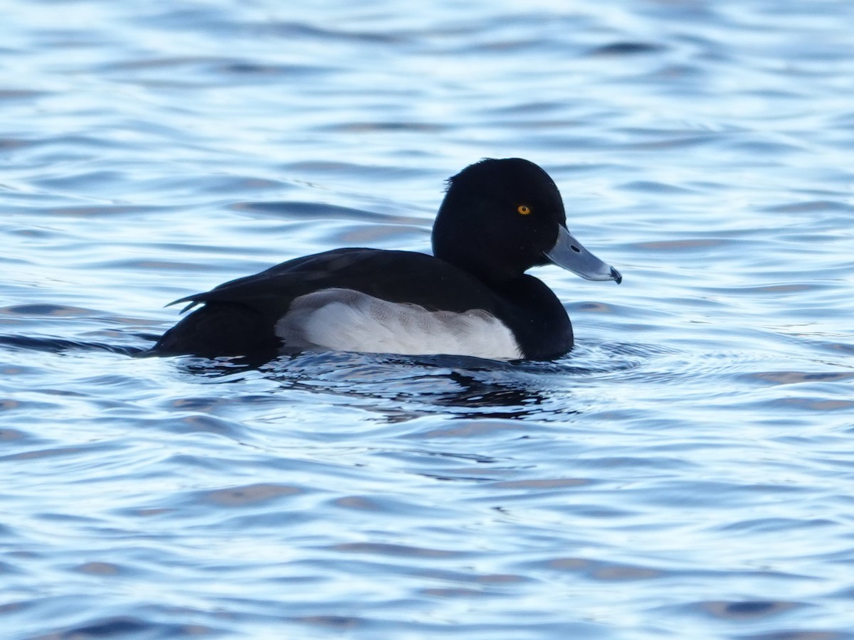 Tepeli Patka - ML646187682