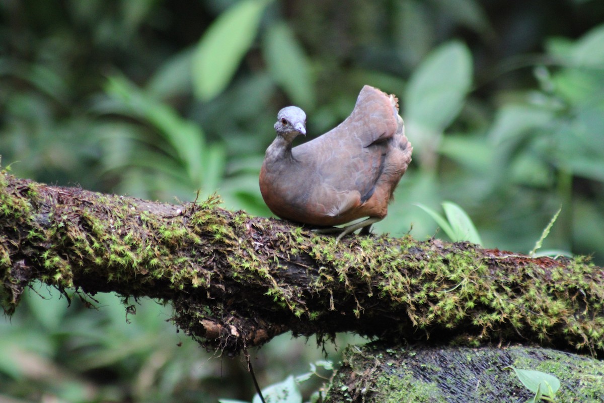 Küçük Tinamu - ML646187683