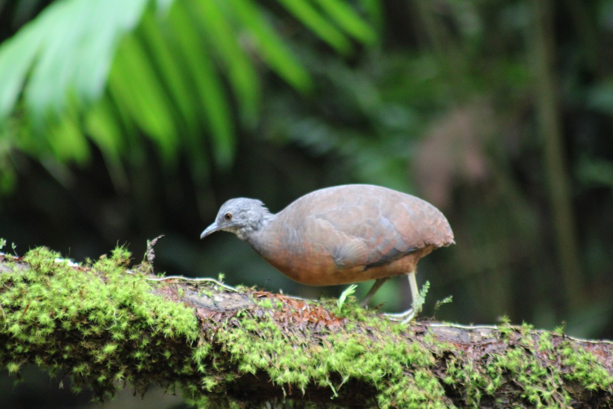 Küçük Tinamu - ML646187684