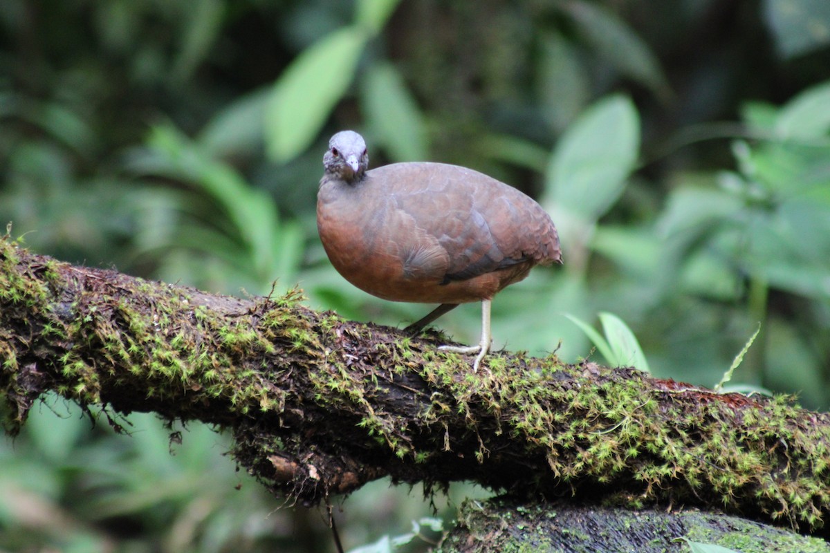 Küçük Tinamu - ML646187685