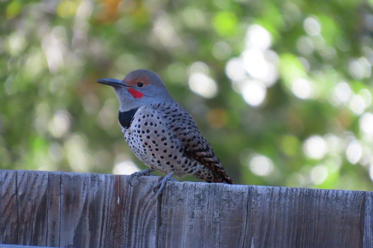 Altın Ağaçkakan - ML646187686