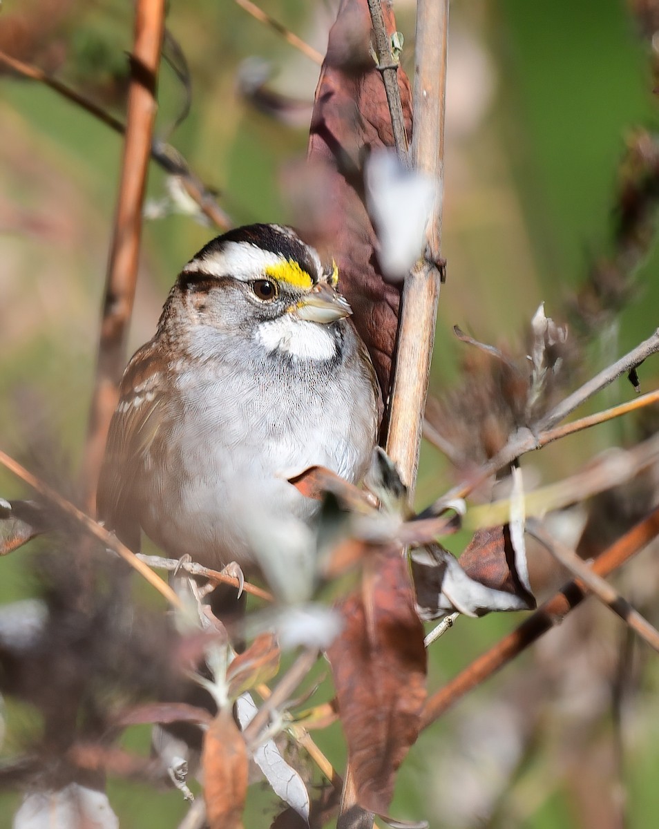 Ak Boğazlı Serçe - ML646187687