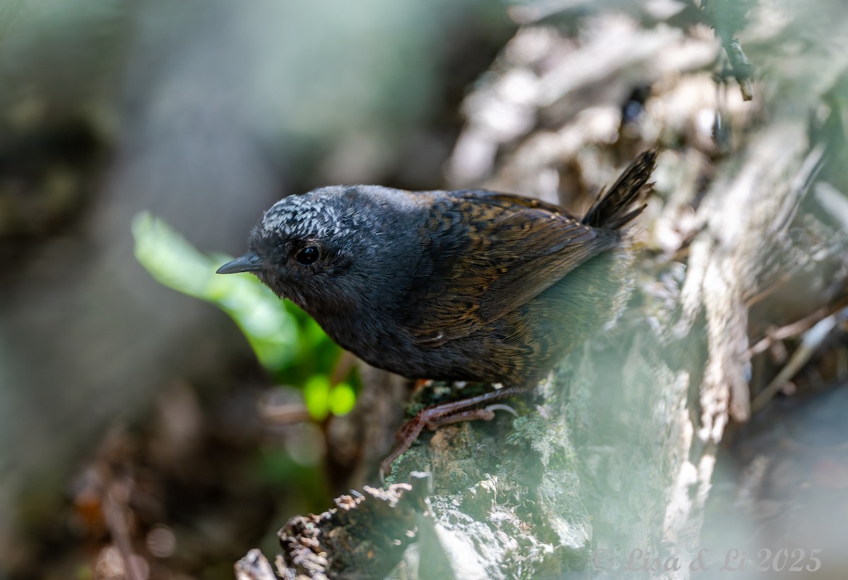 Macellan Tapakolası - ML646187688