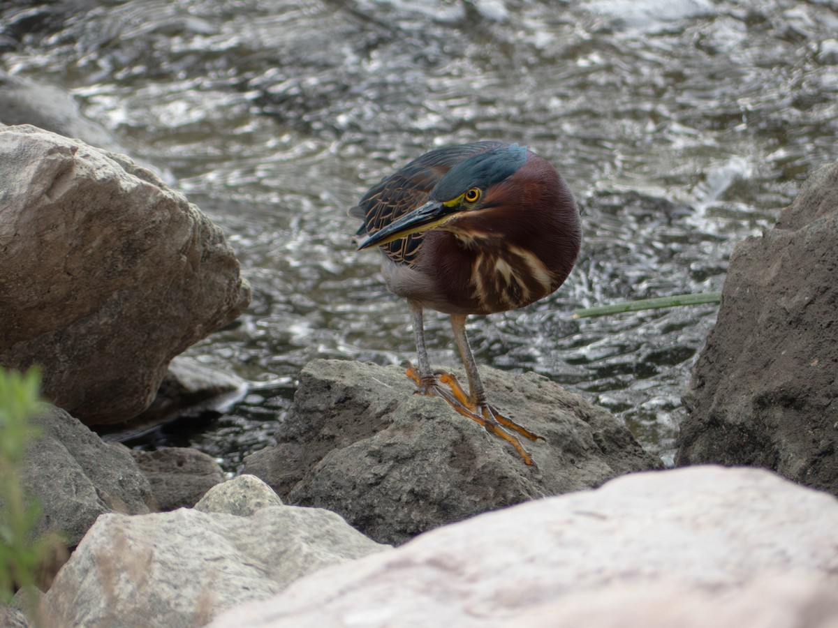 Yeşil Balıkçıl - ML646187689