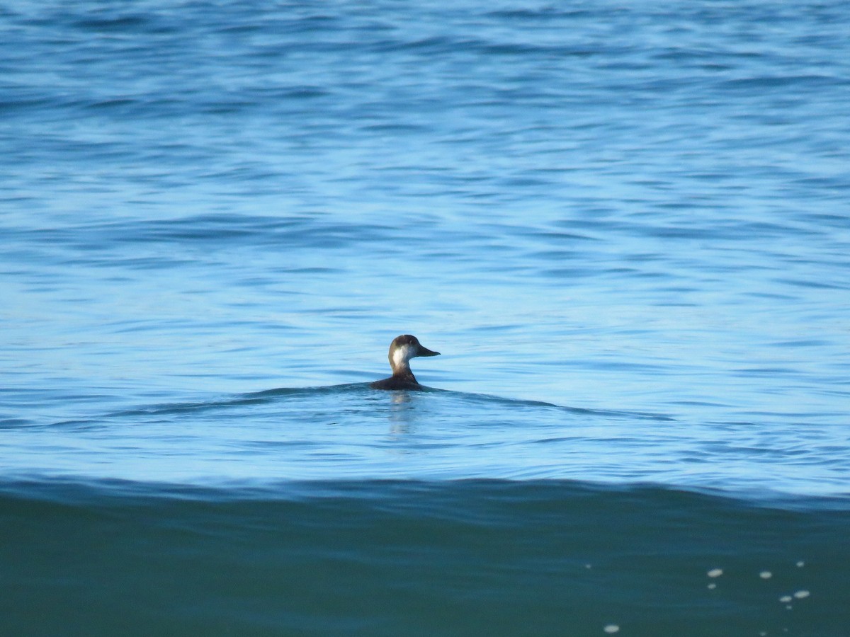 Amerika Kara Ördeği - ML646187690