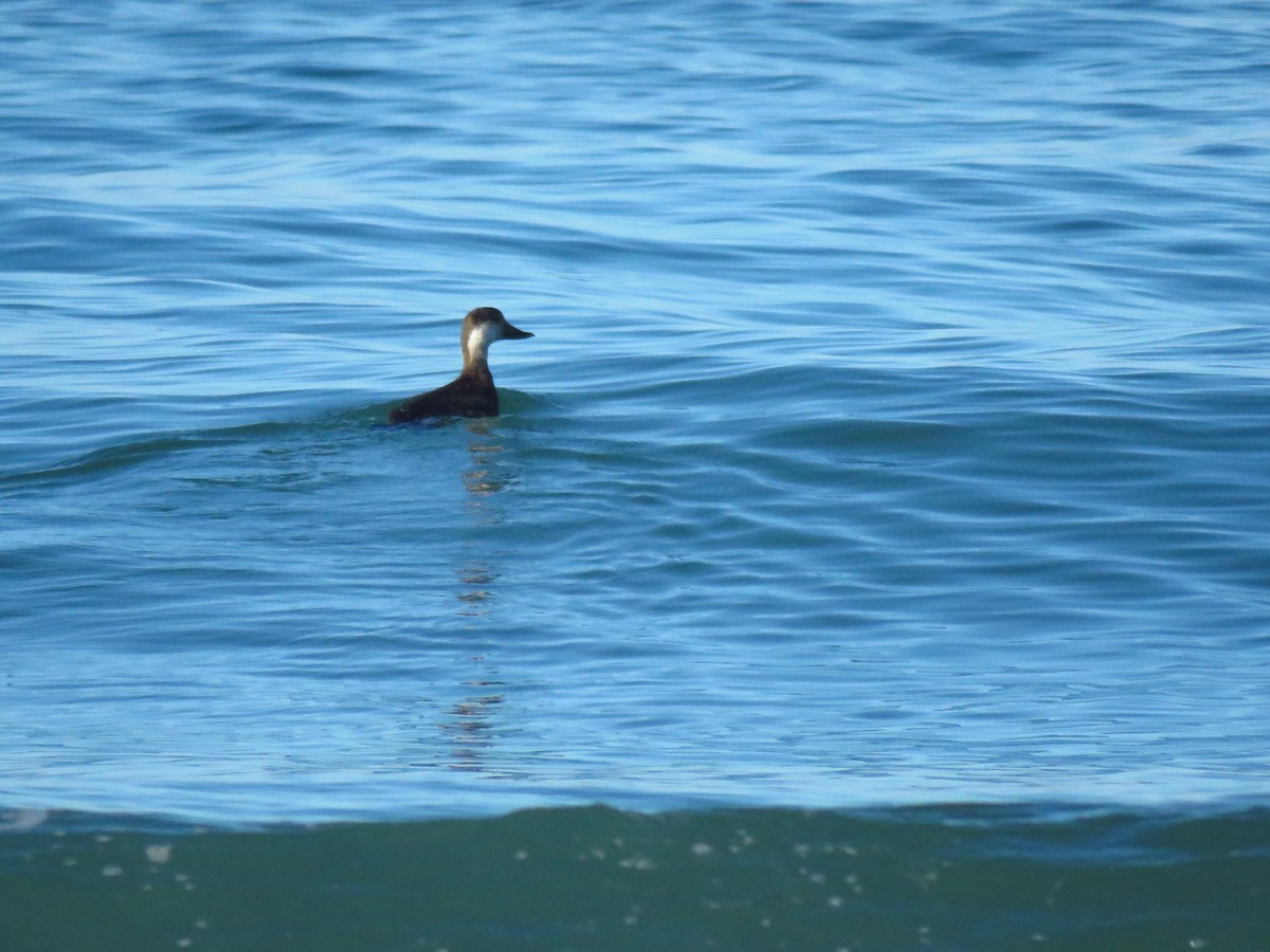 Amerika Kara Ördeği - ML646187691