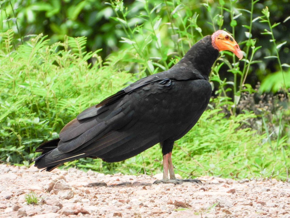 Büyük Sarı Başlı Akbaba - ML646187692