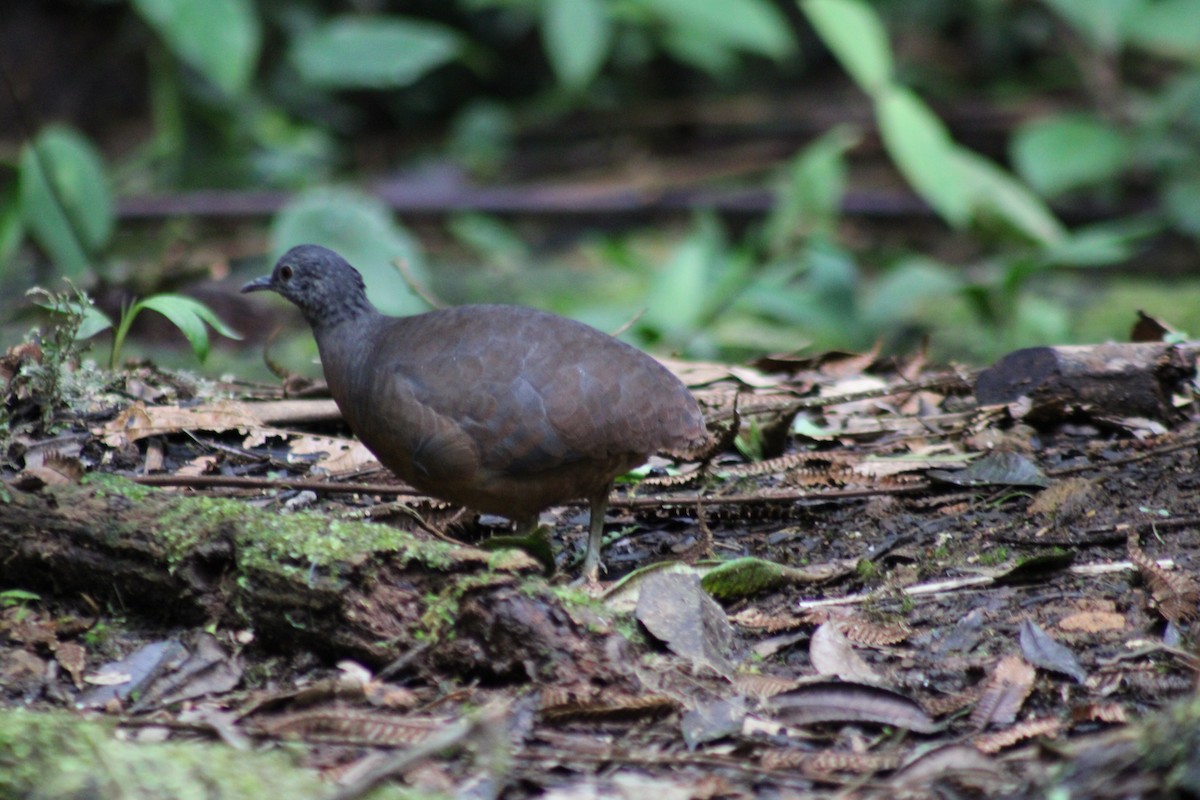 Küçük Tinamu - ML646187693