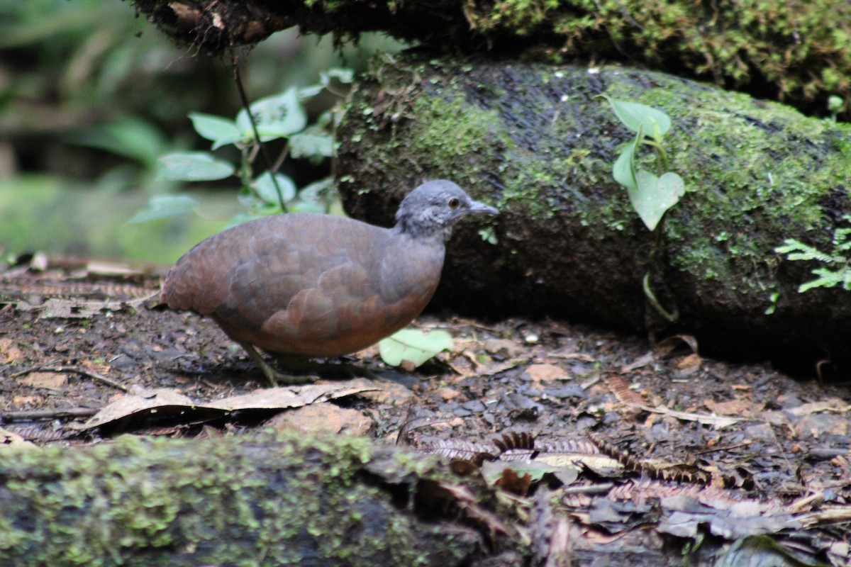 Küçük Tinamu - ML646187694