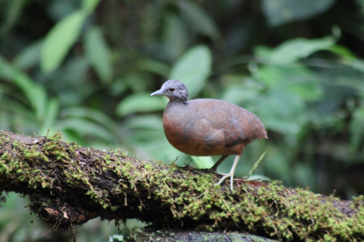 Küçük Tinamu - ML646187695