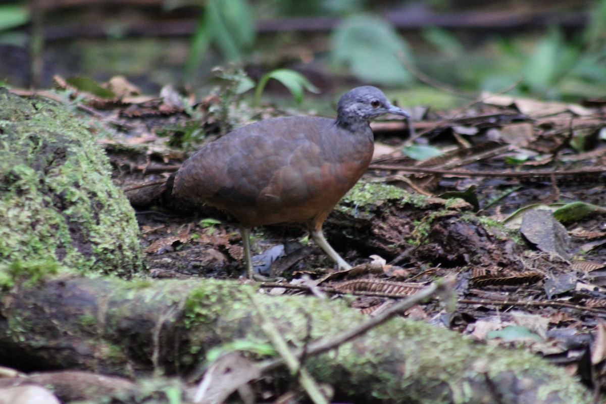 Küçük Tinamu - ML646187696